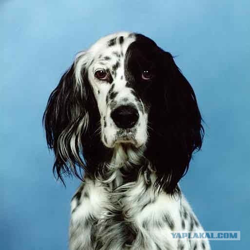 Собакочетверг