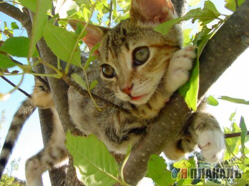 Кошки и Собаки - большая подборка