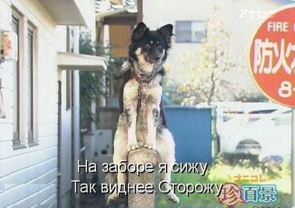 Картинки, СМСки из вашего тырнета