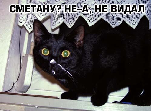 Коты, кошки, котята