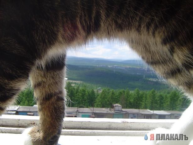 Коты, кошки, котята