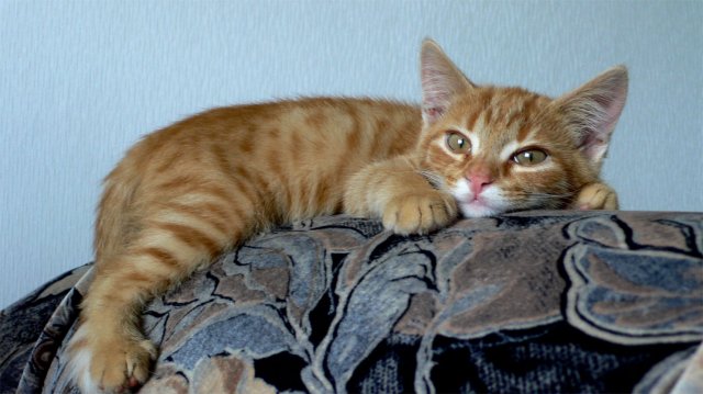 Народный котомет на фторинег