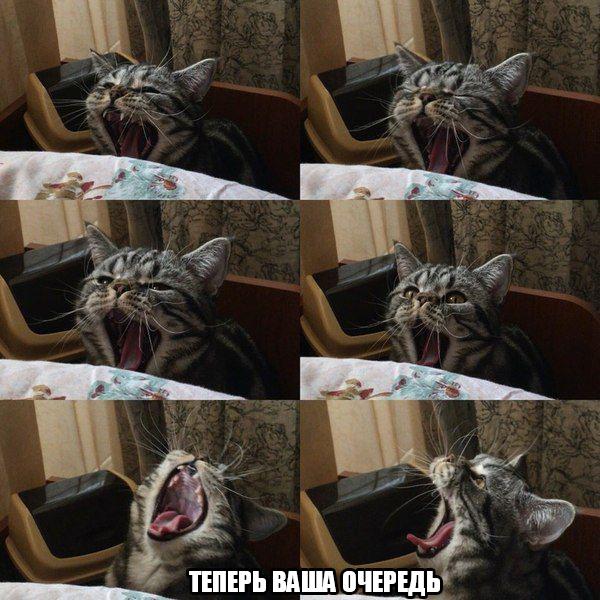 Мохнатые беспредельщики