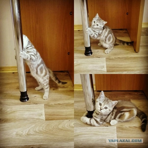 Котовторник 05.07.16