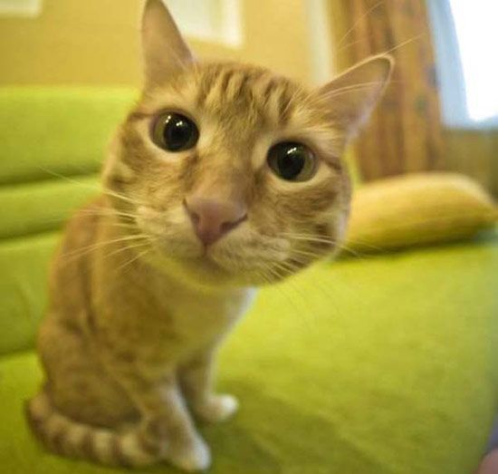 Коты, кошки, котята