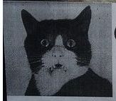Коттедж своими руками, или про довольную котейку.