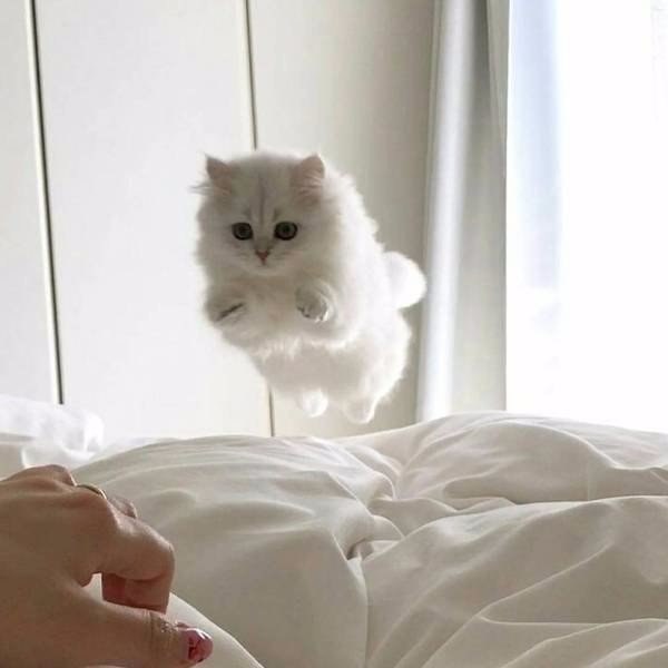 Коты и Кошки