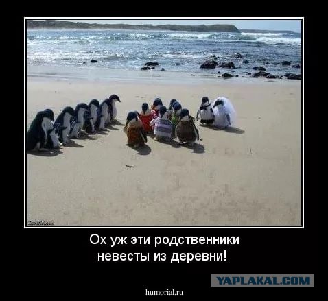 Был друг и не стало друга. Часть 3 "Несостоявшийся Тесть"