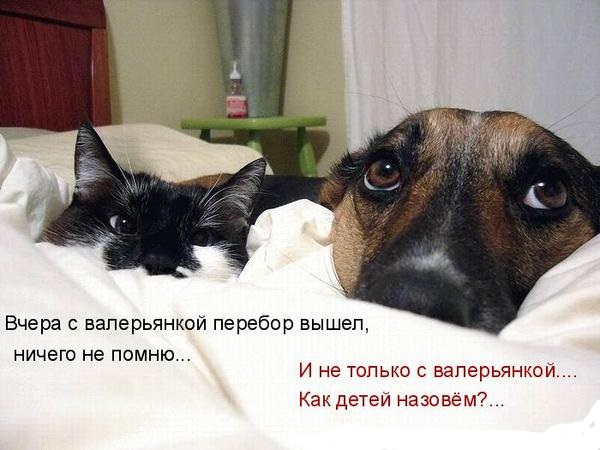Забавные комментарии, шутки и фразы из этих ваших интернетов