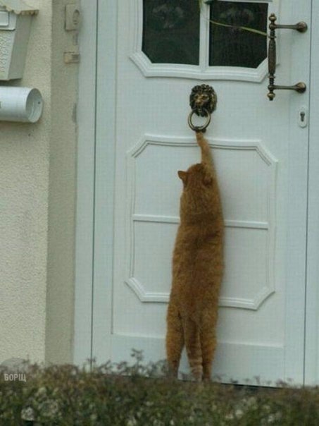 Коты и Кошки