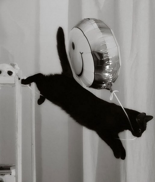 Коты и Кошки