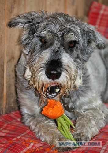 Собачья диета