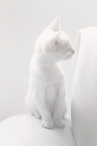 Фотобомбы котов
