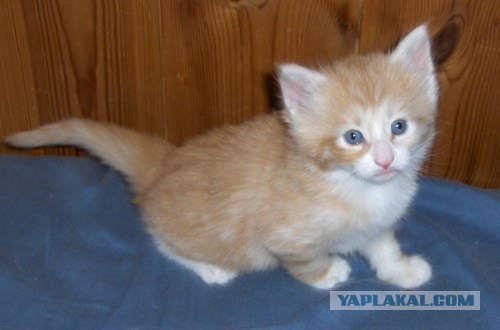 Котовторник на ЯПлакалъ (10.06.08), прикольные коты, добавляем свои!