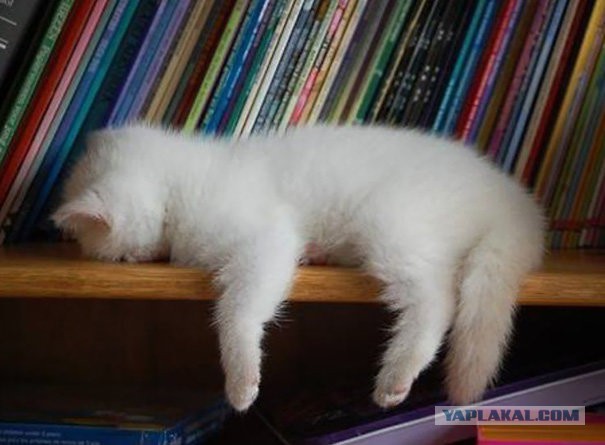 Немного милоты