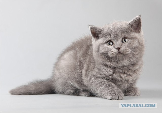 It's Catursday Fever! (Котовторник)