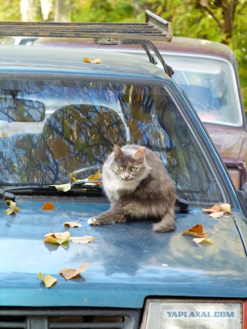 Котовторник уже сегодня!