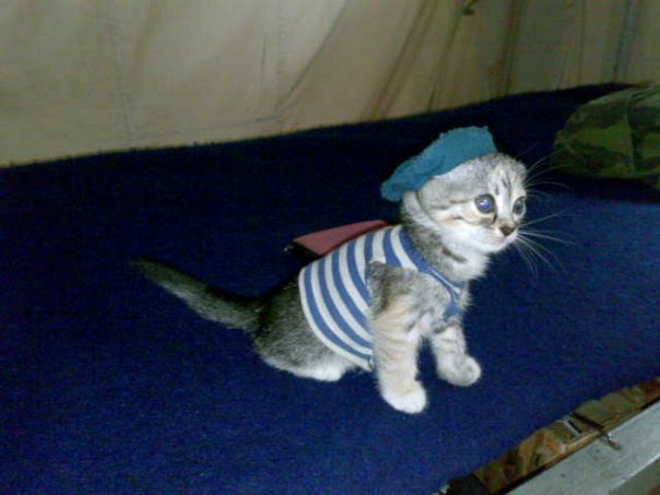 Десантный котовторник