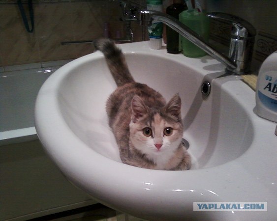 Котовторник 06.09.11