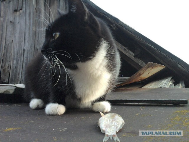 Котовторник! 08.11.11