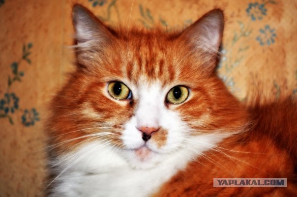 Котовторник 20.03.2012