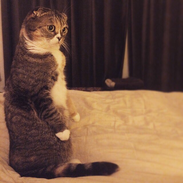 Прикольных котов пост