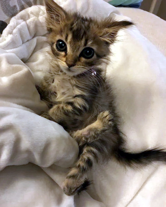 Прикольных котов пост