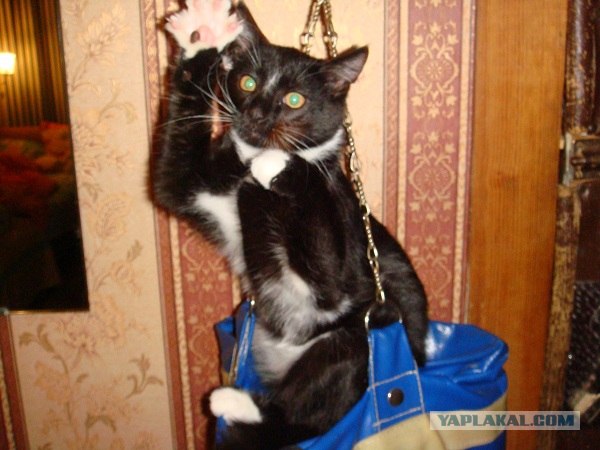 Котовторник  16.10.12