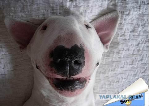 Улыбальник