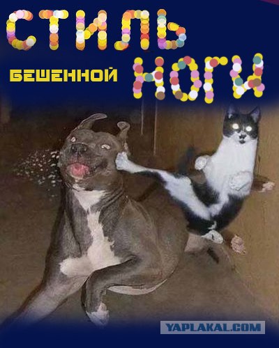 Стиляги на новый лад
