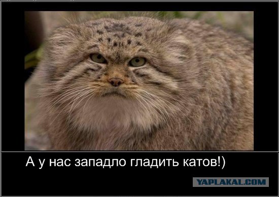 Фотожаба: Наши правила