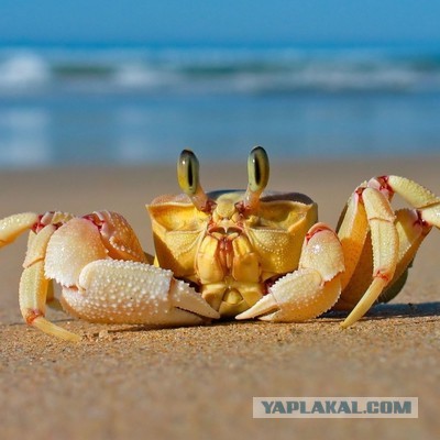 Привет из морских глубин
