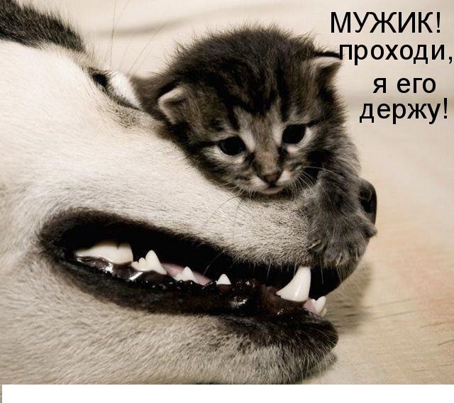 Котовторник