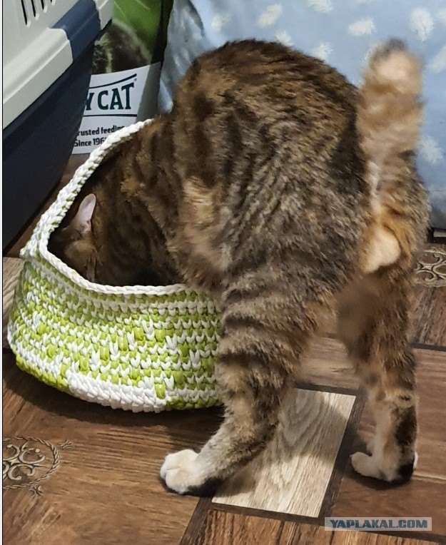 Котовторник. Февраль