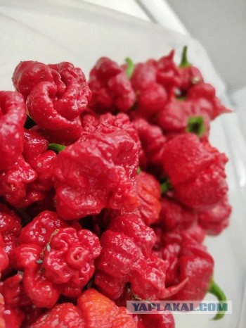 Каролинский жнец