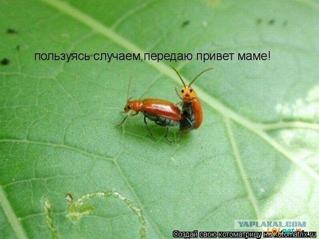 УПРЛС