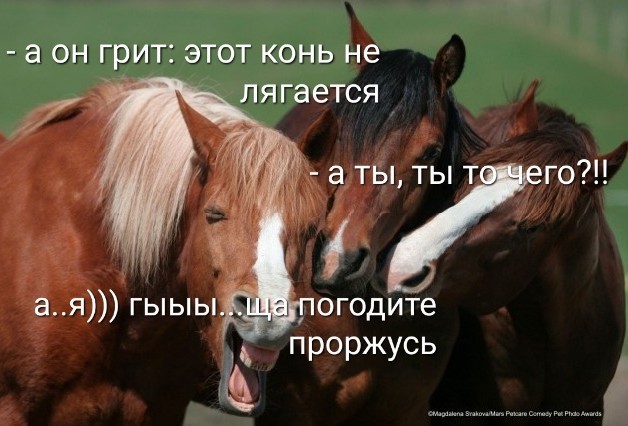 Comedy Pet Photo Awards 2020