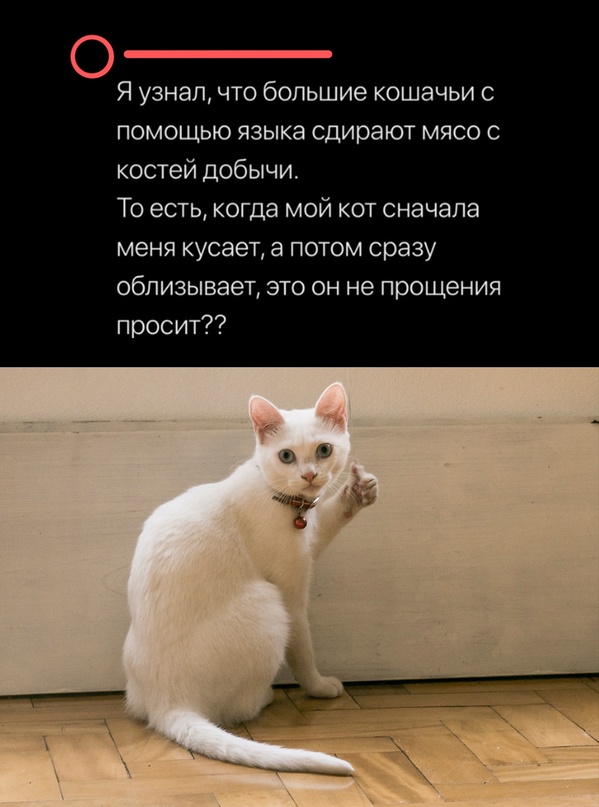 Весёлый полтишок 13.03.24