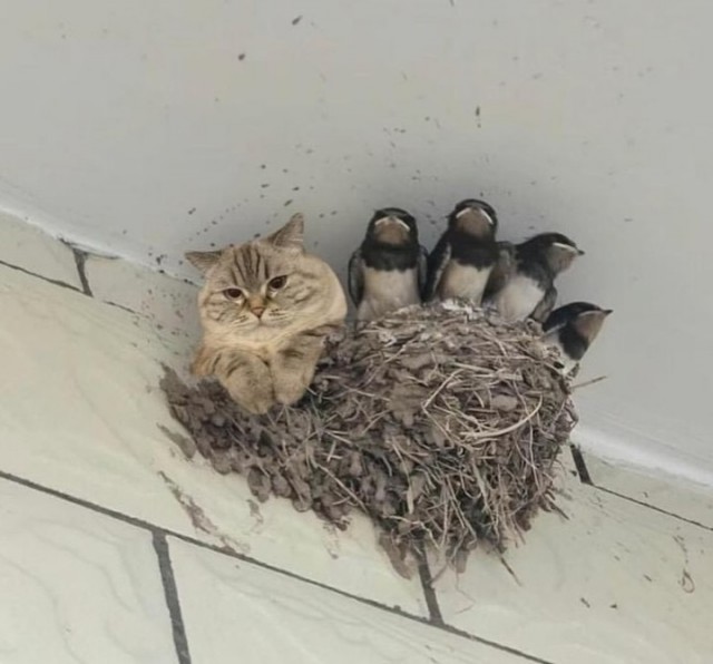 БoянЫ