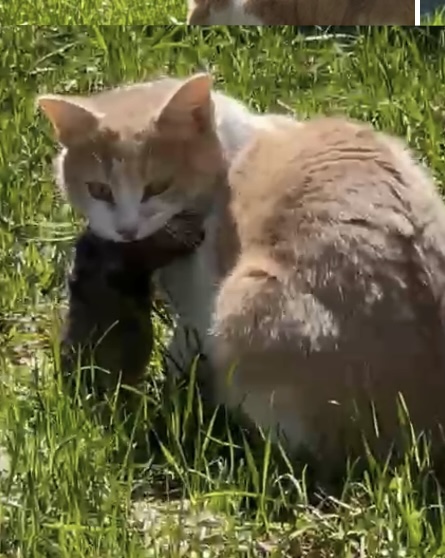 Литературная беседка v.1