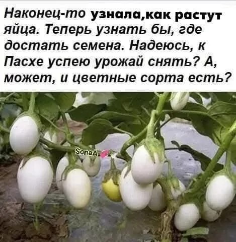 Юмор и порой философия в картинках с буквами за вторник