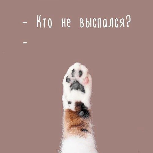 Сова, ты нормально?