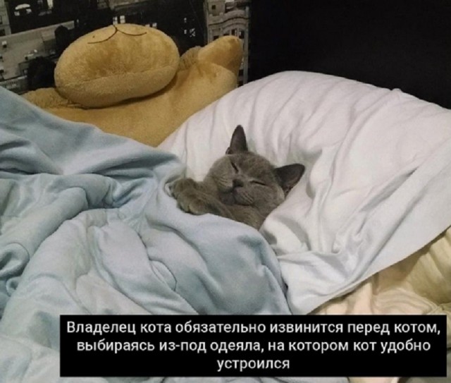Подборка картинок-баянов с котиками и про котиков. Выпуск 21