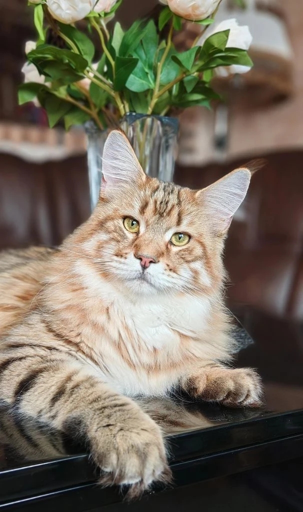 Котовторник же!