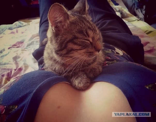 Котейка, который не знает как лежат котейки