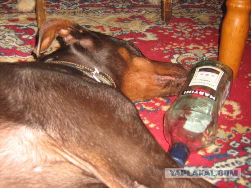 Моя вторая собака