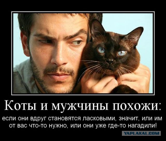 Кот