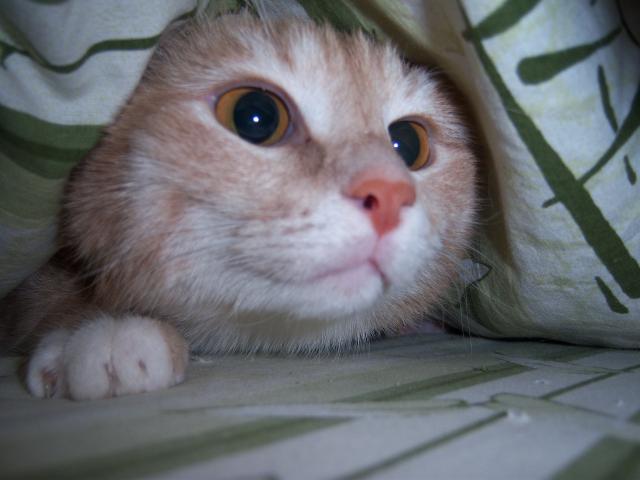 Котовторник 17.06.2014