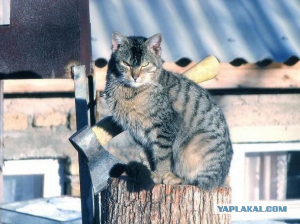 Зима - кошарки торжествуют!
