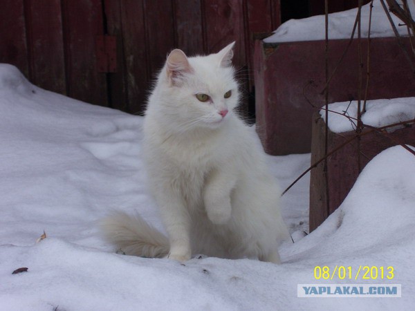 Котовторник